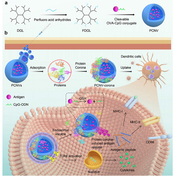 Biomedical and Biochemical Approaches and Strategies for Targeting and Delivery of Cadmium Oxide (CdO) Nanoparticles Aggregation Linked to DNA/RNA by Aryl Mercaptanes with Various Chain Length