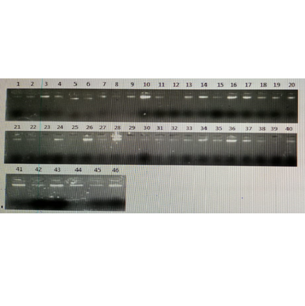 Assessment of Molecular Heterogeneity of Beta-Thalassemia in Population of Karak
