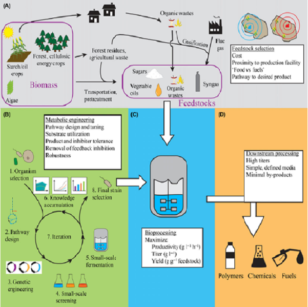 Metabolic Engineering of Microbial Cell Factories for Sustainable Biomanufacturing