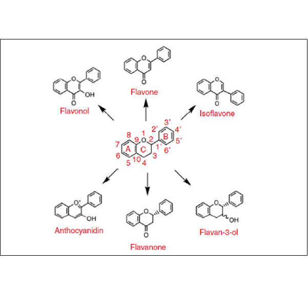 Medicinal Plants and their Phytochemical: A Critical Look on the Potential Benefits of Medicinal Plants on Cardiovascular Disease