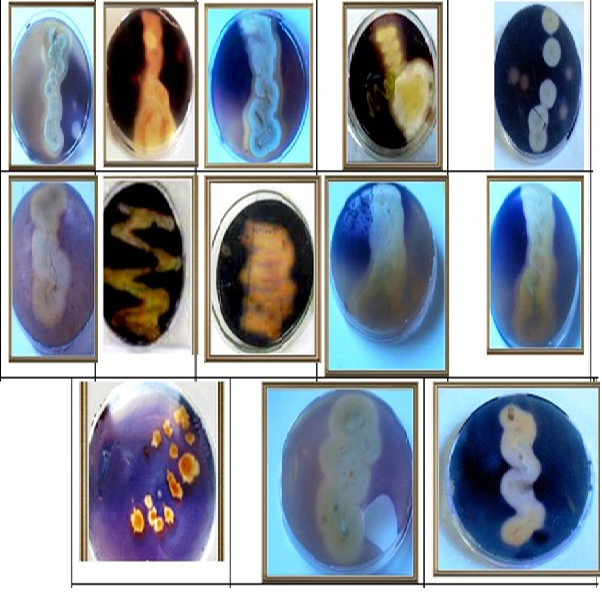 Screening for Antimicrobial Activities and Enzymatic Activities Production of Some Actinomycetes spp. Isolated from Different Soil Samples from Hilla Province